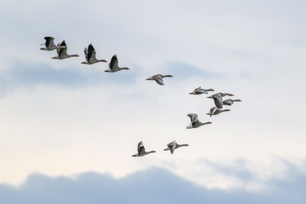 Leadership Lessons from a Goose